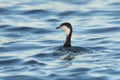 Horned Grebe adult in winter plumage Royalty Free Stock Photo