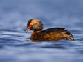 Horned Grebe bird Royalty Free Stock Photo