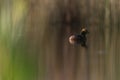 Horned grebe in the open