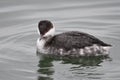 Horned Grebe Duck floating on lake Royalty Free Stock Photo