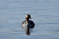 Horned Grebe duck with summer molt plumage on lake Royalty Free Stock Photo