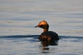 Horned Grebe duck with summer plumage on lake Royalty Free Stock Photo