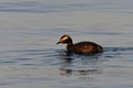 Horned Grebe duck with summer plumage on lake Royalty Free Stock Photo