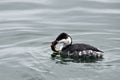 Horned Grebe Duck with a fish Royalty Free Stock Photo