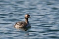 Horned Grebe duck with winter plumage on lake Royalty Free Stock Photo
