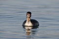 Horned Grebe duck with winter plumage on lake Royalty Free Stock Photo