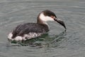 Horned Grebe with Fish