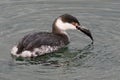 Horned Grebe with Fish Royalty Free Stock Photo