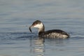 Horned Grebe With Fish Royalty Free Stock Photo