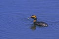 Horned Grebe with Fish  49796 Royalty Free Stock Photo