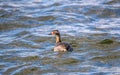 Horned Grebe fishing in the Chesapeake bay in Maryland Royalty Free Stock Photo
