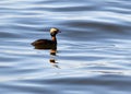 Horned Grebe floating on water Royalty Free Stock Photo