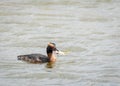 Horned Grebe Royalty Free Stock Photo