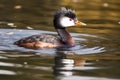 Horned Grebe (North America, Europe, Asia) (Generative AI)