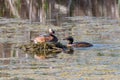 Horned Grebe Pair Nesting in Alaska