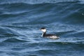 Horned grebe Podiceps auritus