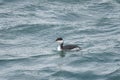 Horned grebe Podiceps auritus