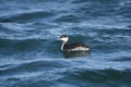 Horned grebe Podiceps auritus