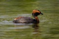 Horned grebe