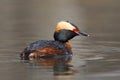 Horned Grebe Podiceps auritus swimming in a pond