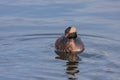 Horned Grebe Red Eyed Stare
