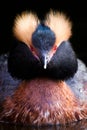 Horned Grebe - Slavonian Grebe Royalty Free Stock Photo