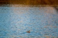 The horned grebe or Slavonian grebe in blue water lake Royalty Free Stock Photo