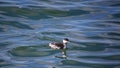 Horned grebe swimming in blue water Royalty Free Stock Photo