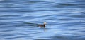 Horned grebe swimming in blue water Royalty Free Stock Photo