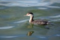 Horned grebe swimming in green water Royalty Free Stock Photo