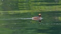 Horned grebe swimming in the lake in the foreground
