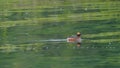 Horned grebe swimming in the lake in the foreground Royalty Free Stock Photo