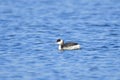 Horned grebe in winter Royalty Free Stock Photo