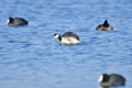 Horned grebe in winter Royalty Free Stock Photo