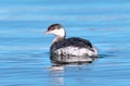 Horned Grebe in Winter plumage floating on a pretty blue water lake. Royalty Free Stock Photo