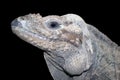 Horned ground iguana Royalty Free Stock Photo