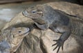 Horned Ground Iguanas Royalty Free Stock Photo