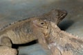 Horned Ground Iguanas Royalty Free Stock Photo