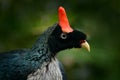 Horned Guan, Oreophasis derbianus, rare bird from Maxico and Guatemala. Big blaxk bird with red crest. Guan in green vegetation, n Royalty Free Stock Photo