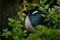 Horned Guan, Oreophasis derbianus, rare bird from Maxico and Guatemala. Big blaxk bird with red crest. Guan in green vegetation, n