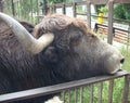 Horned head of buffalo in zoo guardrails