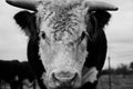 Horned Hereford bull portrait