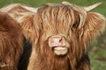 Horned Highland calf portrait