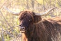 Horned Highland Cattle in the forest