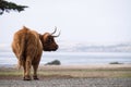 Horned Highland Cow at Churchill Island Heritage Farm in Australia Royalty Free Stock Photo