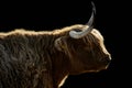 Horned Highland cow in sunshine on black background