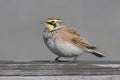 Horned Lark