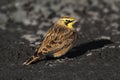 Horned Lark (Eremophila alpestris)