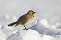 Horned  Lark, Eremophila alpestris, calling in snow Royalty Free Stock Photo