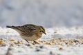 Horned  Lark, Eremophila alpestris, eating seed in snow Royalty Free Stock Photo